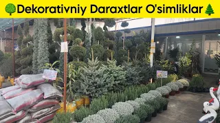 🌳Noyob Daraxtalar Va O'simliklar narxlari🌲 | Ko'chatlar Narxlari