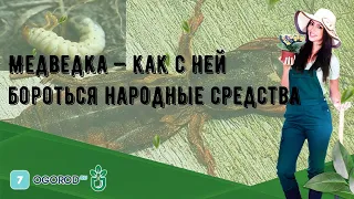 Медведка — как с ней бороться народные средства