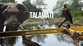 KRUGER NP | Biyamiti to Talamati | The One With Wild Dogs & Wildfire