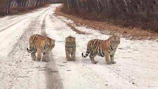 Тигрята перекрыли дорогу в новогоднюю ночь, заставив машину резко затормозить. Они молили о помощи