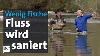 Die Bagger, die Fische und der Kies: Wie ein geschundener Fluss wieder lebendig werden soll | BR24