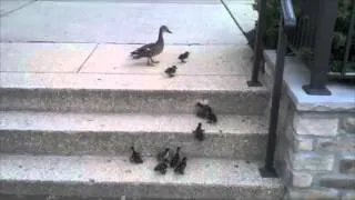 "Can't Get There" with Ducklings vs Stairs