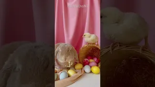 "Easter egg, bunny and chick: a colorful Easter atmosphere!"