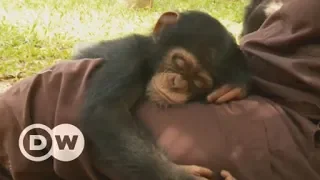 An orphanage for baby chimps in Liberia | DW English