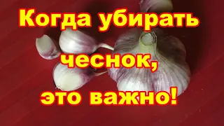 Уборка чеснока ,как определить точный срок в разных регионах