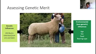 RamCompare Webinar - Unlocking the potential of sheep genetics in Northern Ireland