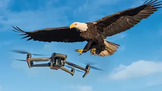 Eagle Attacked My Drone Mavic 3 Cine