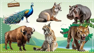 Bustling animal world sounds: Gray fox, Tiger, Peacock, Hippopotamus, Lynx, Buffalo