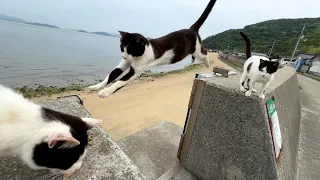 Jumping Cats! | Japan's Cat Island | Staying at Abandoned School Hotel Full of Cats