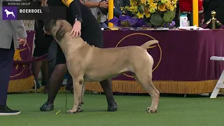 Boerboels | Breed Judging 2020