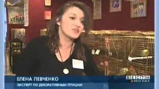 Выставка канареек КенаРАЙ в Москве в 2007 г. на ТВ