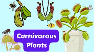Carnivorous Plants | Venus Fly Trap | Pitcher Plant | Venus Flytrap | Carnivorous Plants Eating