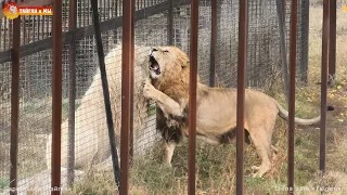 Нам доверили кормежку львов! Очень сложно, но очень интересно. Тайган. Lions life in Taigan.