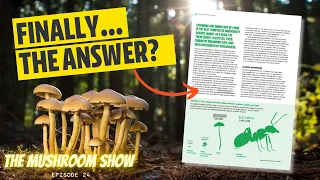 How Many Species Of Mushrooms ACTUALLY Exist?? (The Mushroom Show Episode 24)