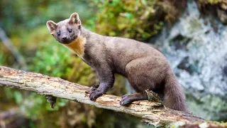 The American Marten: Nature's Resilient Guardian of North American Forests 🌲🐾