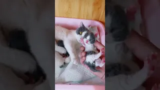 Super Cute Cats ♥ Best Funny Cat Videos 2021 💗 Cat Videos for Cats to Watch 💗  #114