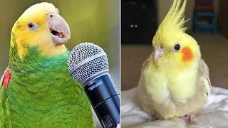 Smart And Funny Parrots Parrot Talking Videos Compilation #12 Super Parrots