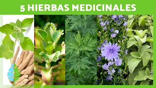 5 PLANTAS MEDICINALES y Para Qué Sirven 🌿✅ (Beneficios y Propiedades Medicinales)