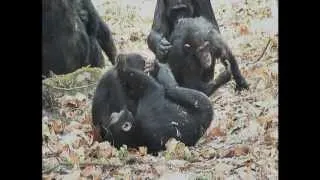 Chimpanzees of Lake Tanganyika Part 1