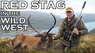 Red Stag in the Wild West of Scotland