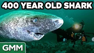 Oldest Animals In The World (GAME)