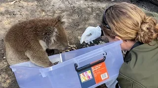 Australia fires: Helping animals in crisis