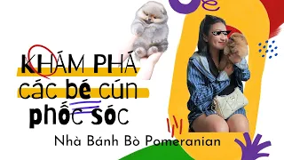 Thăm các bé cún phốc sóc | Bánh Bò Pomeranian Daily Vlog