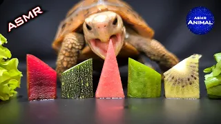 ASMR EATING FOOD MUKBANG 🐢 Turtle Tortoise 96