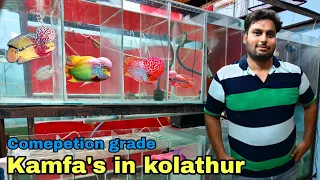 Affordable flowerhorn shop tour | king kamfa 10.7 kolathur | தமிழ்