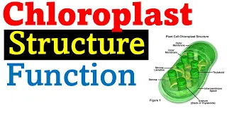 Chloroplast structure and function