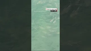50 sharks seen swimming near beach where 5 people bitten