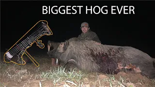 HUGE HOG with a BOW!!!