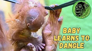The Cutest Baby Orangutan Learning How To Dangle