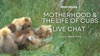 Bear Motherhood and the Life of Cubs