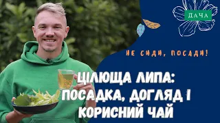 Цілющі Властивості Липи. Посадка Догляд та Вирощування Липи. Як Правильно Збирати Липу?