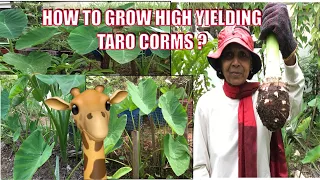 How To Grow Super High Yielding Taro Corms?