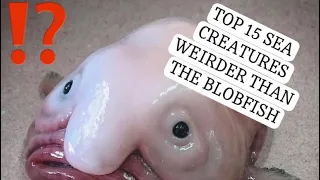 TOP 15 SEA CREATURES THAT ARE WEIRDER THAN THE BLOBFISH