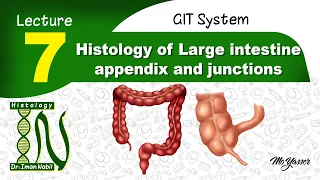 7- Histology of Large intestine, appendix and junctions-GIT