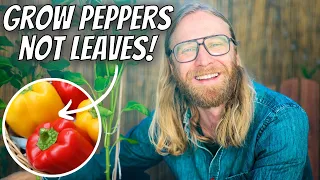 Growing Peppers Intensively at Home: Mistakes to Avoid to Maximize Yield & Plant Health