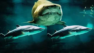 3D Shark Aquarium VR Videos 3D SBS [Google Cardboard VR Experience] VR Box