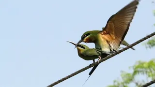 Blue-tailed Beeeaters Mating | Male Bird gets a Price for Courtship Feeding