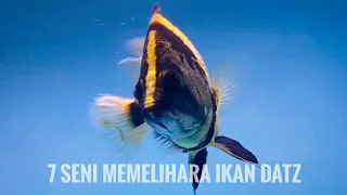 7 SENI MERAWAT IKAN DATZ (TIGER FISH)