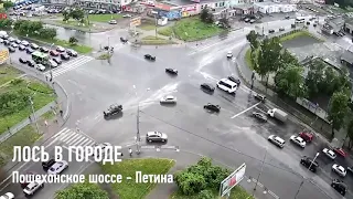 ДТП с лосем в центре Вологды (17.06.2020)