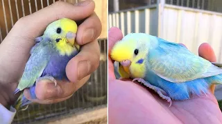 Baby Animals 🔴 Funny Parrots and Cute Birds Compilation (2022) Loros Adorables Recopilación #5