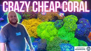 Crazy Cheap Aussie Corals - AMA Tour
