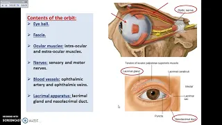 Overview of Head Interior (The Orbit) - Dr. Ahmed Farid