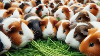 Hewan lucu,18Marmut lucu,Marmut Hias,Guinea pig,Hewan Peliharaan,