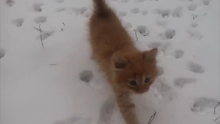 Kittens see snow for the first time/ Котята первый раз видят снег