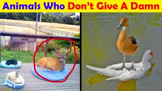 Animals Who Absolutely Don’t Give A Damn - funny animal
