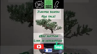 Japanese Juniper Bonsai Tree for Sale! eBay Auction! 🌲❤️